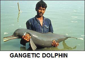 People preserving Dolphins in India ( Ganges and the wildlife)