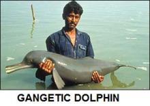 People preserving Dolphins in India ( Ganges and the wildlife)